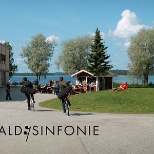 Bilder Wald:Sinfonie