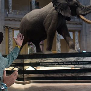 Bilder Ghost Elephants - Die Geister im Hochland Angolas