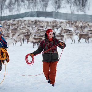 Bilder Das Leuchten der Rentiere