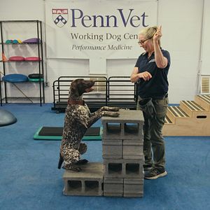 Bilder Was Hunde denken