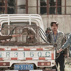 Bilder Black Dog - Weggefährten