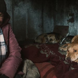 Bilder Dreaming Dogs