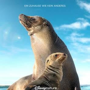 Bilder Seelöwen auf Galápagos