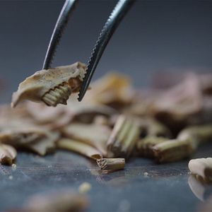 Bilder Geheimnisse der Neandertaler