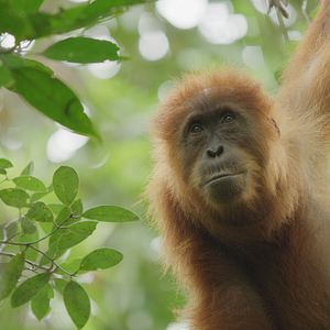 Bilder Das geheime Leben der Orang-Utans