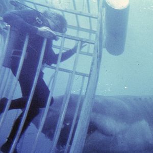 Bilder Der weiße Hai