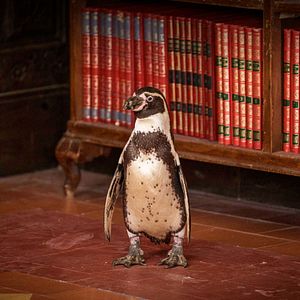 Bilder Der Pinguin meines Lebens