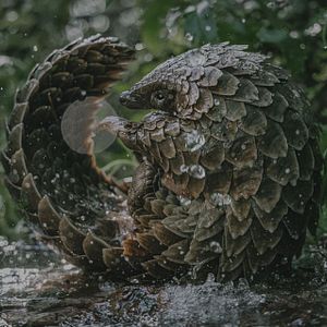 Bilder Pangolin: Kulus Weg