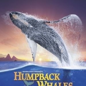 Bilder Humpback Whales - Buckelwale im Pazifik