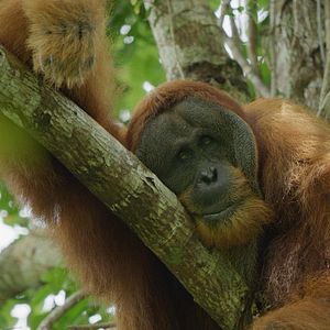 Bilder Das geheime Leben der Orang-Utans