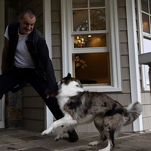 Bilder Die Hunde-Gang – Helden auf vier Pfoten