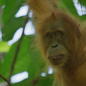 Bilder Das geheime Leben der Orang-Utans