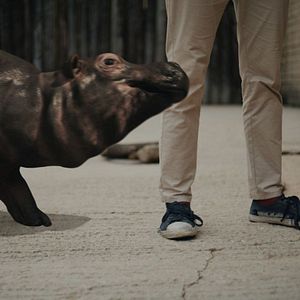 Bilder Hippo's Revenge - Drei Tonnen Zorn