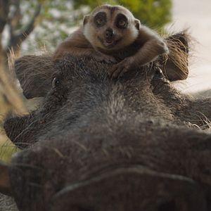 Bilder Mufasa: Der König der Löwen