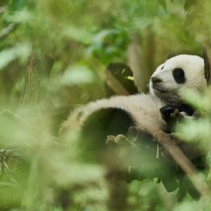 Bilder Moon, der Panda