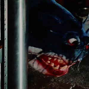 Bilder Doll Shark