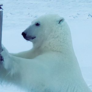 Bilder Snow 