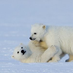 Bilder Snow 