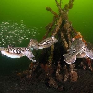 Bilder Die wilde Nordsee - Natur, die sich nicht zähmen lässt