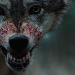 Bilder Out Come The Wolves - Wir sind die Beute