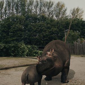 Bilder Hippo's Revenge - Drei Tonnen Zorn