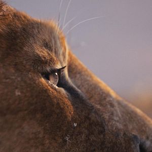 Bilder Mufasa: Der König der Löwen