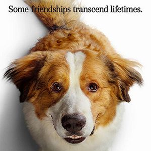 Bilder Bailey - Ein Hund kehrt zurück