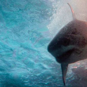 Bilder Deep Water: Umringt von Haien