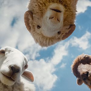 Bilder Glennkill: Ein Schafskrimi