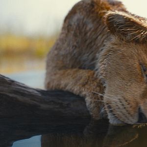 Bilder Mufasa: Der König der Löwen