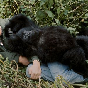 Bilder Eine Gorilla-Story erzählt von David Attenborough