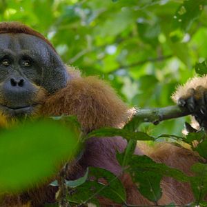 Bilder Das geheime Leben der Orang-Utans