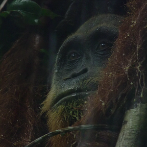 Bilder Das geheime Leben der Orang-Utans
