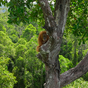 Bilder Das geheime Leben der Orang-Utans