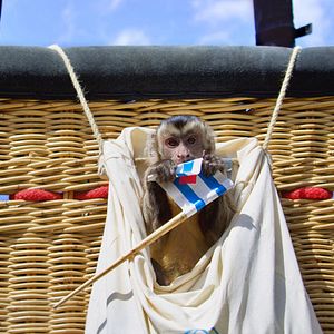 Bilder Akiko – Der fliegende Affe