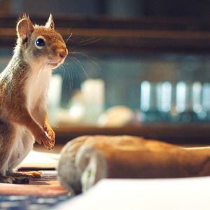 Bilder Woodwalkers 2