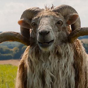 Bilder Glennkill: Ein Schafskrimi