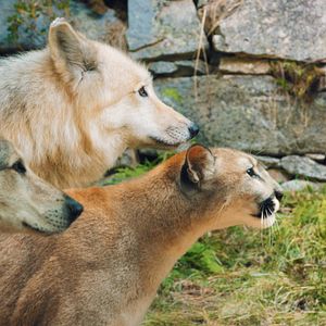 Bilder Woodwalkers 2