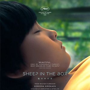 Bilder Sheep In The Box