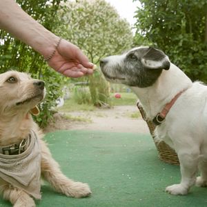 Bilder Nicht ohne meine Tiere