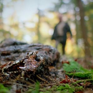 Bilder In A Violent Nature