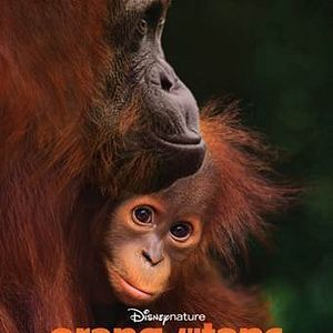 Bilder Disneynature: Orang-Utans