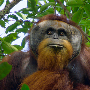 Bilder Das geheime Leben der Orang-Utans