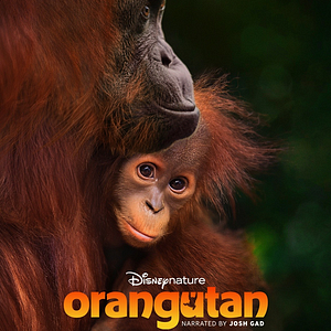 Bilder Disneynature: Orang-Utans