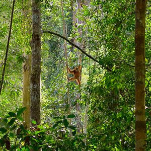 Bilder Das geheime Leben der Orang-Utans