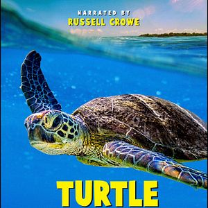 Bilder Turtle Odyssey