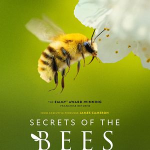 Bilder Secrets Of The Bees