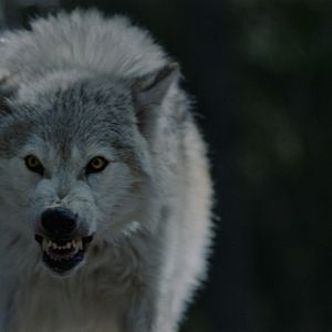 Bilder Out Come The Wolves - Wir sind die Beute