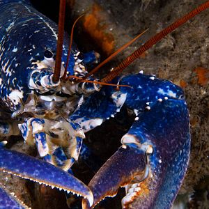 Bilder Die wilde Nordsee - Natur, die sich nicht zähmen lässt