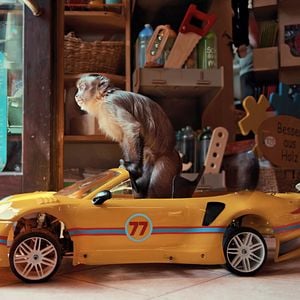 Bilder Akiko – Der fliegende Affe